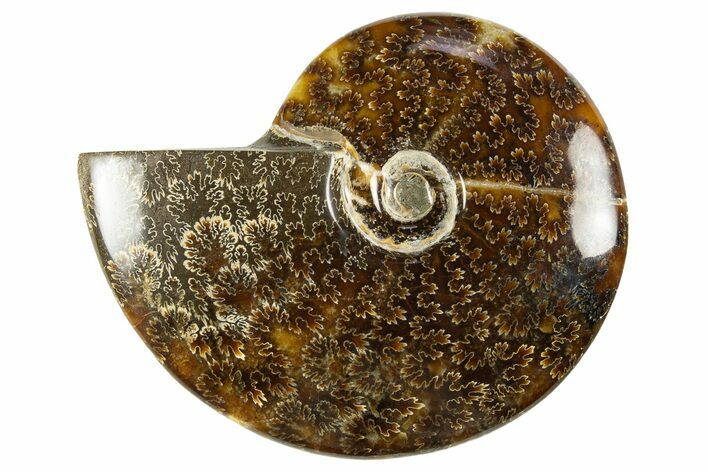Polished Cretaceous Ammonite (Cleoniceras) Fossil - Madagascar #303940
